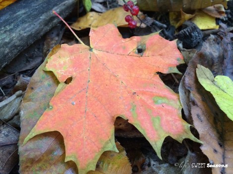 Orange Fall Leaf