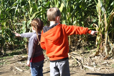 Corn Maze