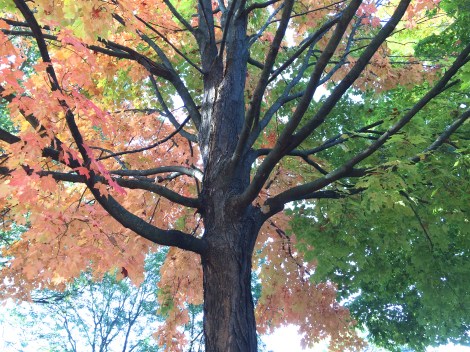 Fall Tree